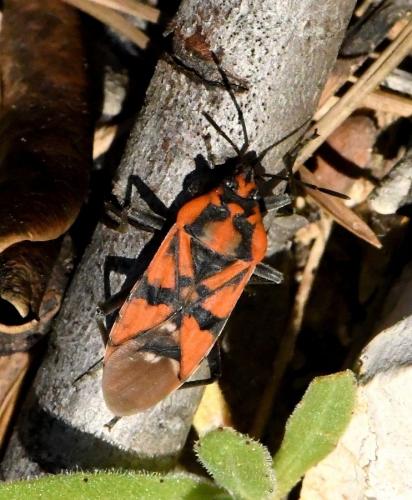 Réf. 218 852 : Spilostethus pandurus